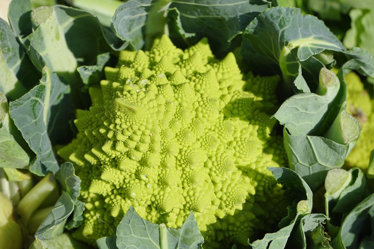 Romanesco: The Visual and Nutritional Delight (image credits: pixabay)