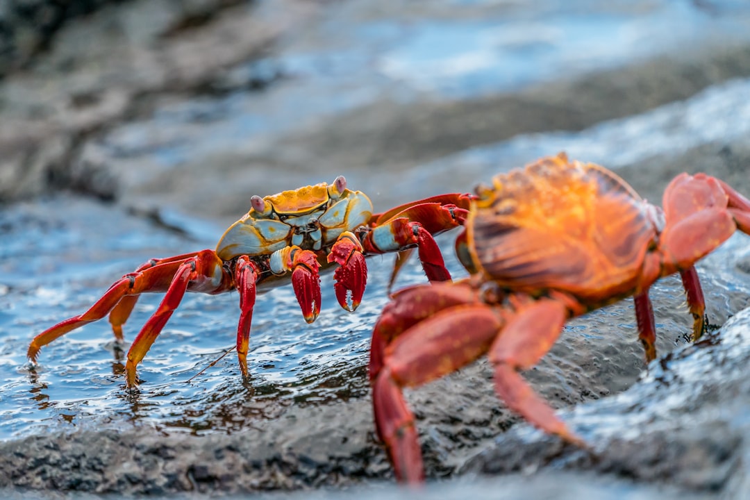 Wild Seafood: Protecting Oceans While Enhancing Taste (image credits: unsplash)