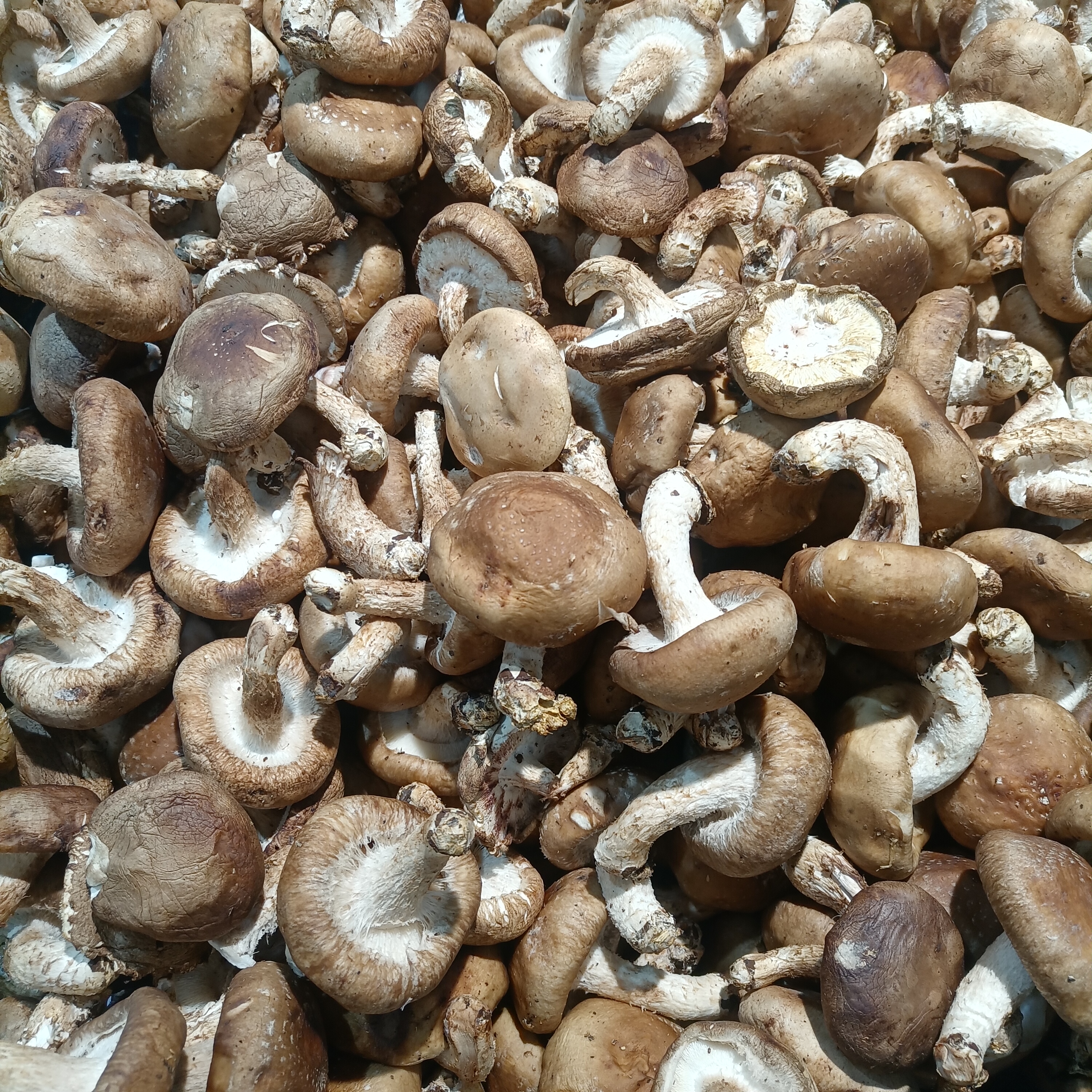 Mushrooms (image credits: wikimedia)
