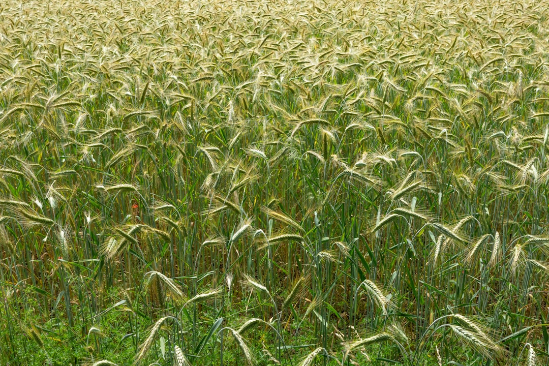 America Imports Food From Countries With Major Human Rights Issues (image credits: unsplash)