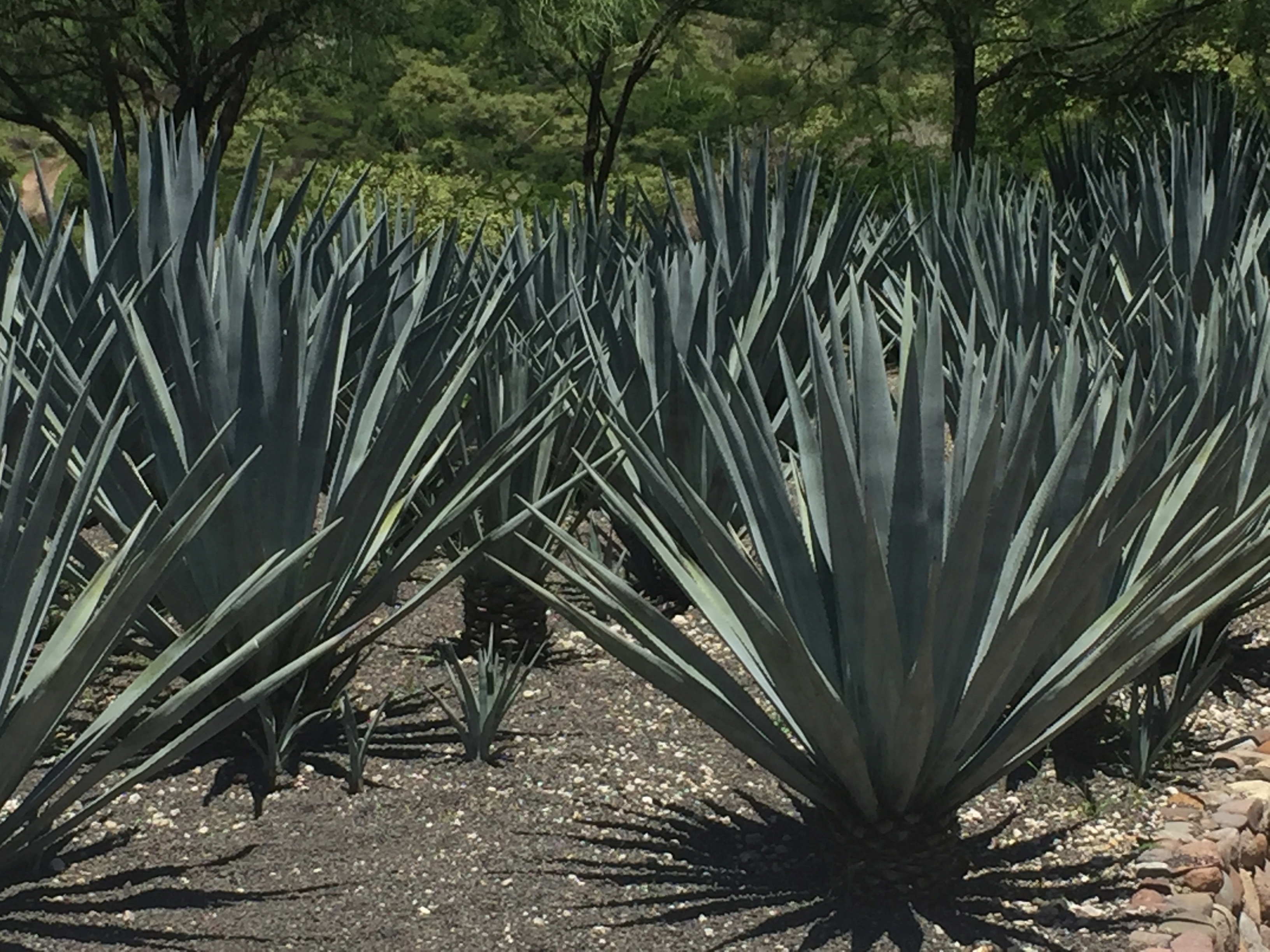 The Essence of Mezcal (image credits: wikimedia)