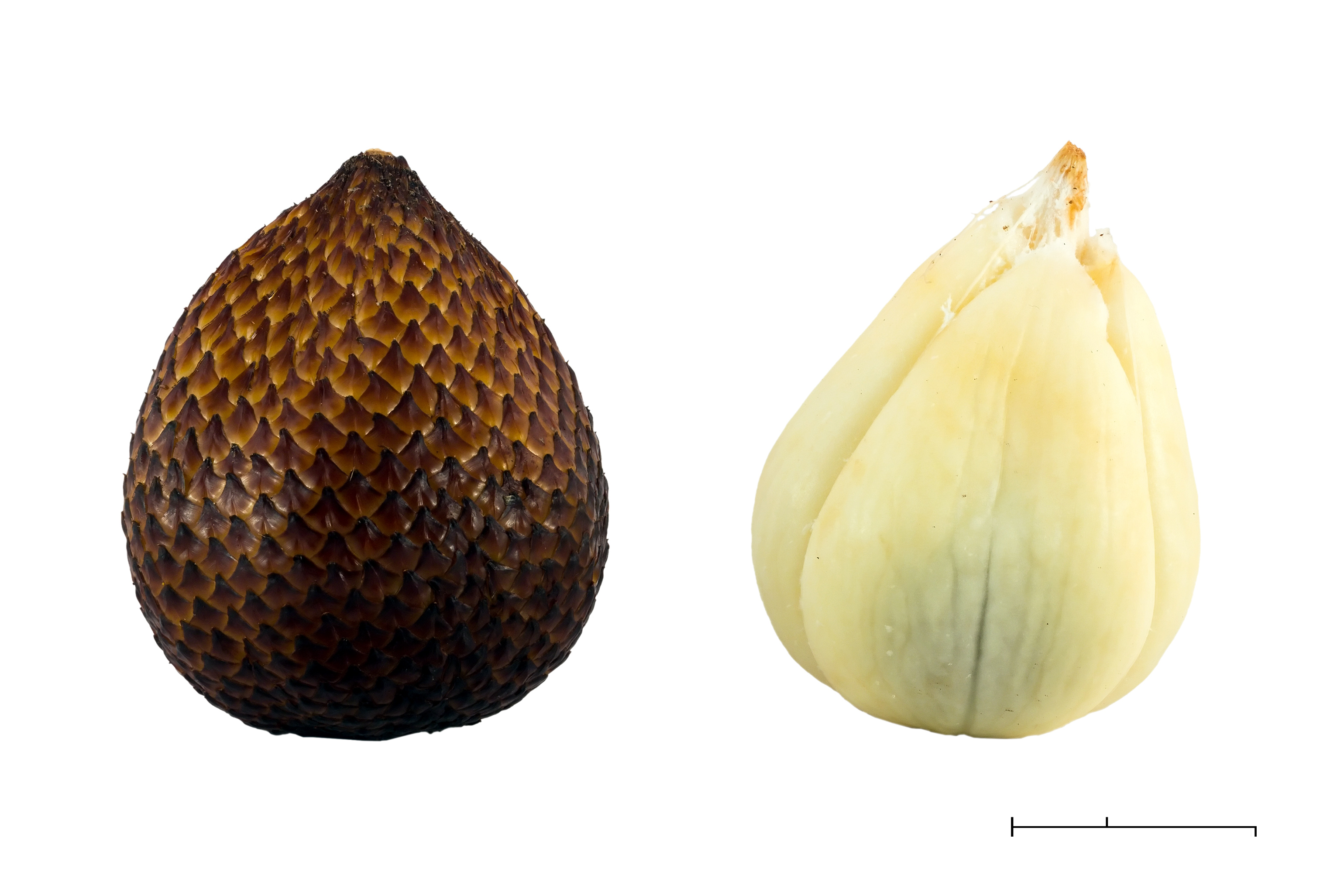 Salak: The Snake Fruit (image credits: wikimedia)