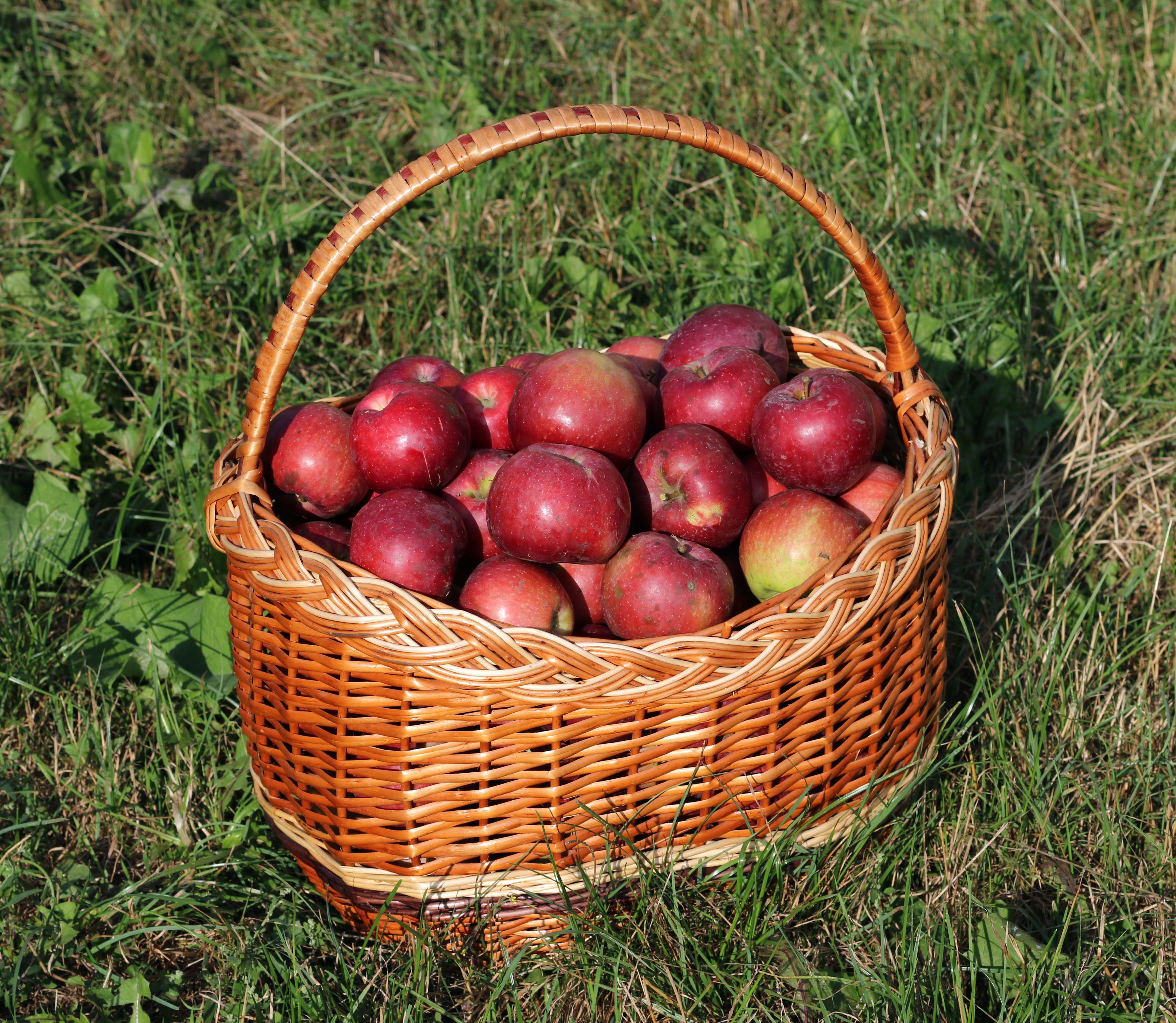 Apples (image credits: wikimedia)