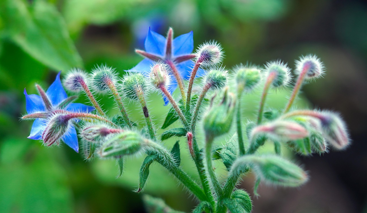 6. Borage: The Cucumber Herb (image credits: pixabay)