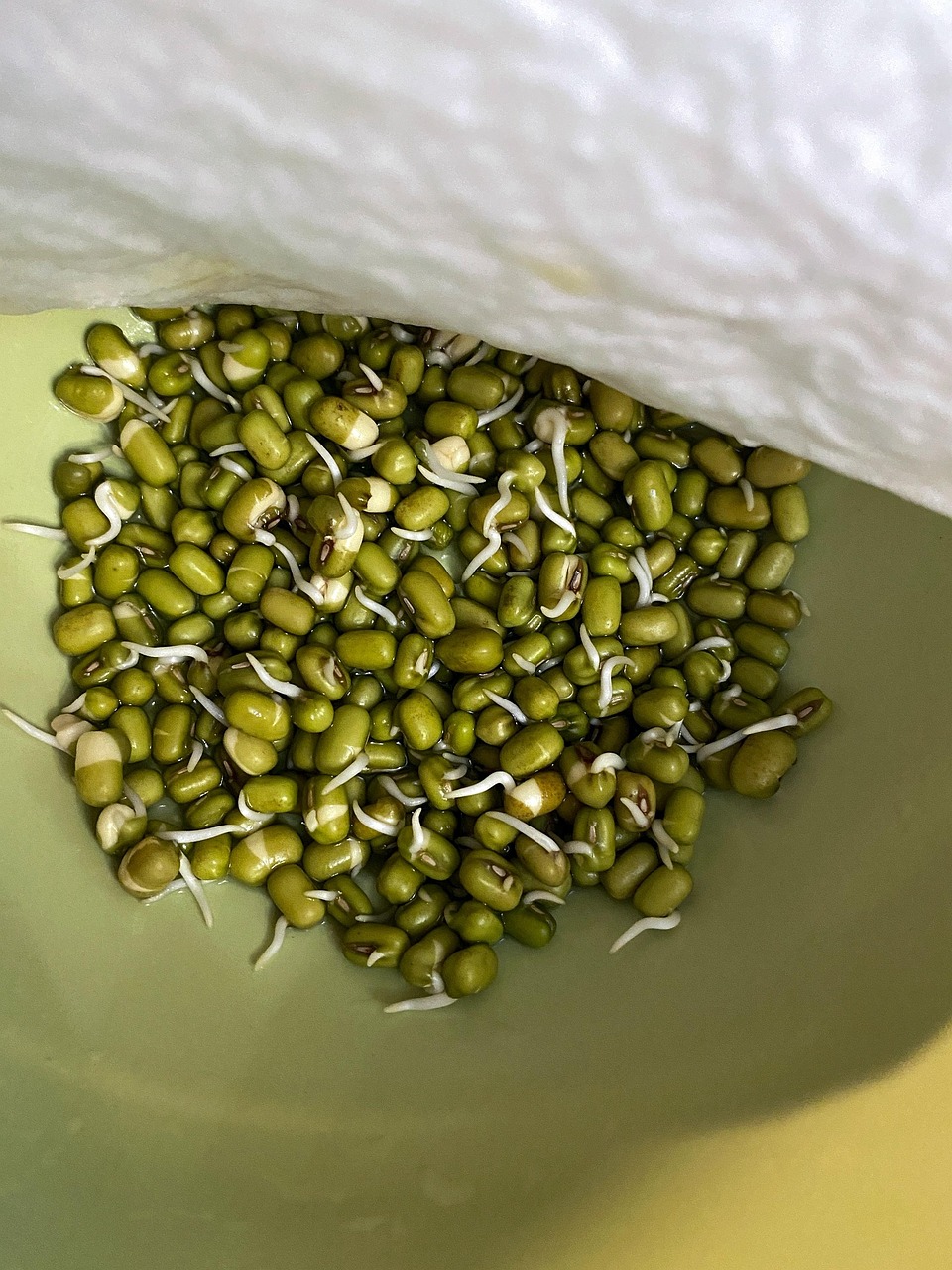 9. Mung Beans: A Nutritional Gem (image credits: pixabay)