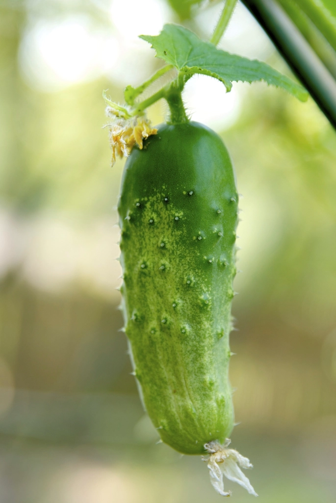 Cucumbers: The Watery Washouts (image credits: rawpixel)