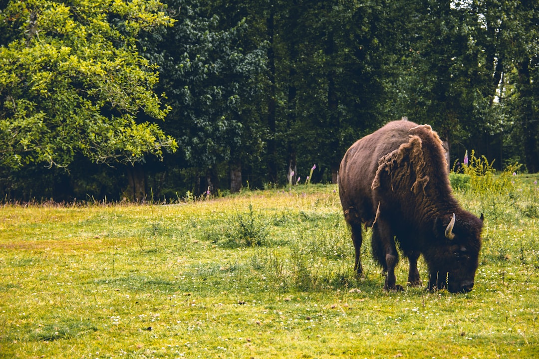 Bison: America's Original Superfood (image credits: unsplash)