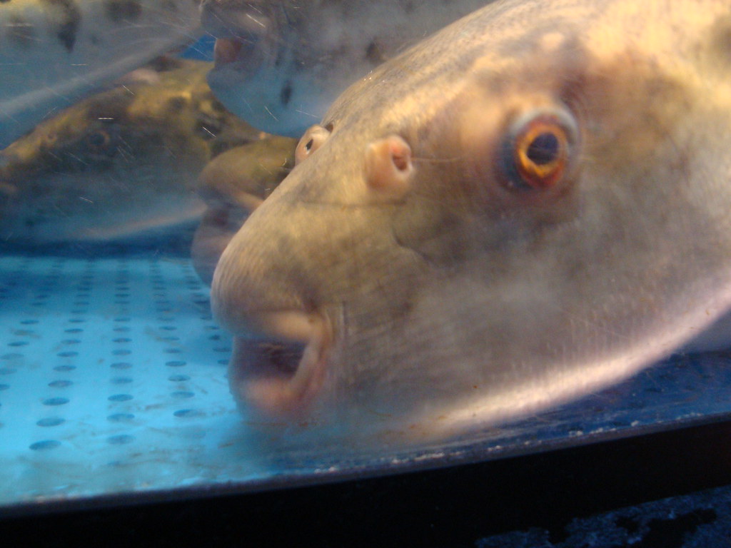 Fugu Pufferfish - Deadly Delicious (image credits: flickr)