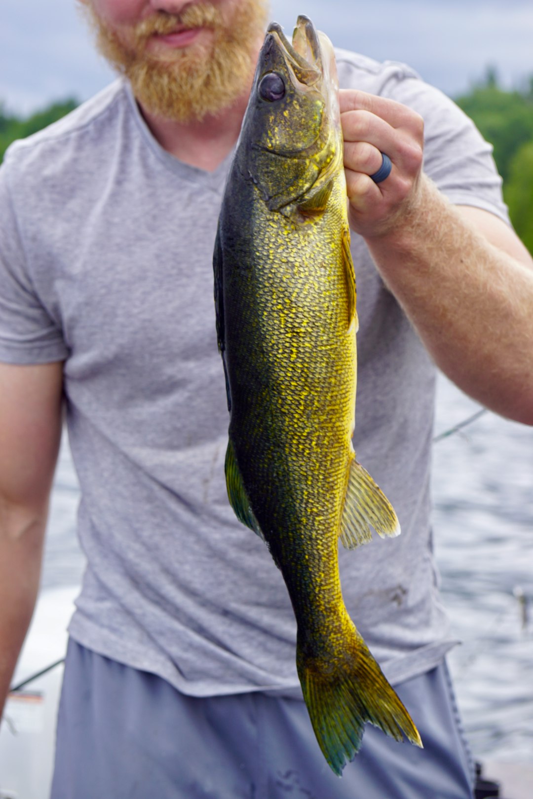 Walleye - The Crown Jewel of Freshwater (image credits: unsplash)