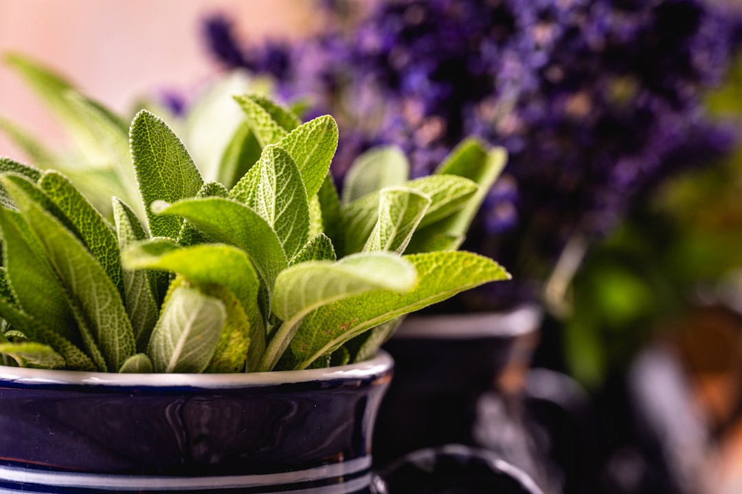 Sage: The Wisdom Herb for Immune Intelligence (image credits: unsplash)