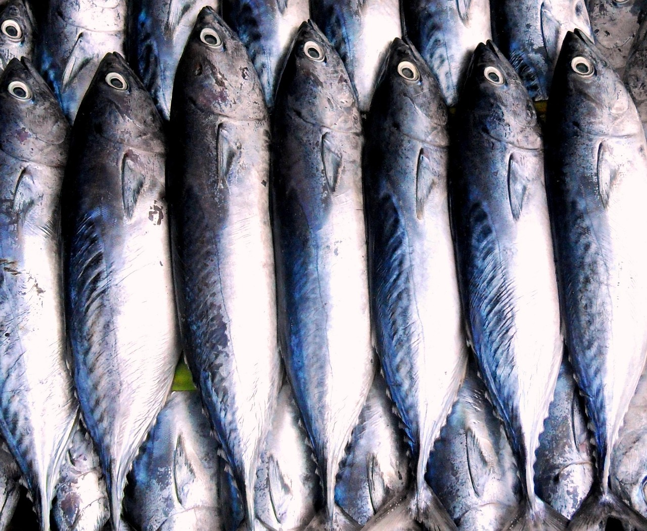 Sustainable Seafood: Navigating Ocean Health (Image Credits: Pixabay)