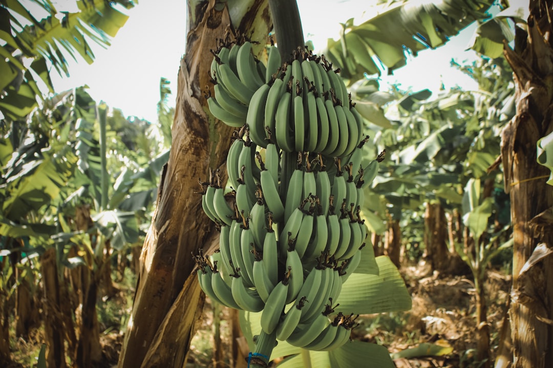 Philippines Dominates Global Banana Export Markets (Image Credits: Unsplash)