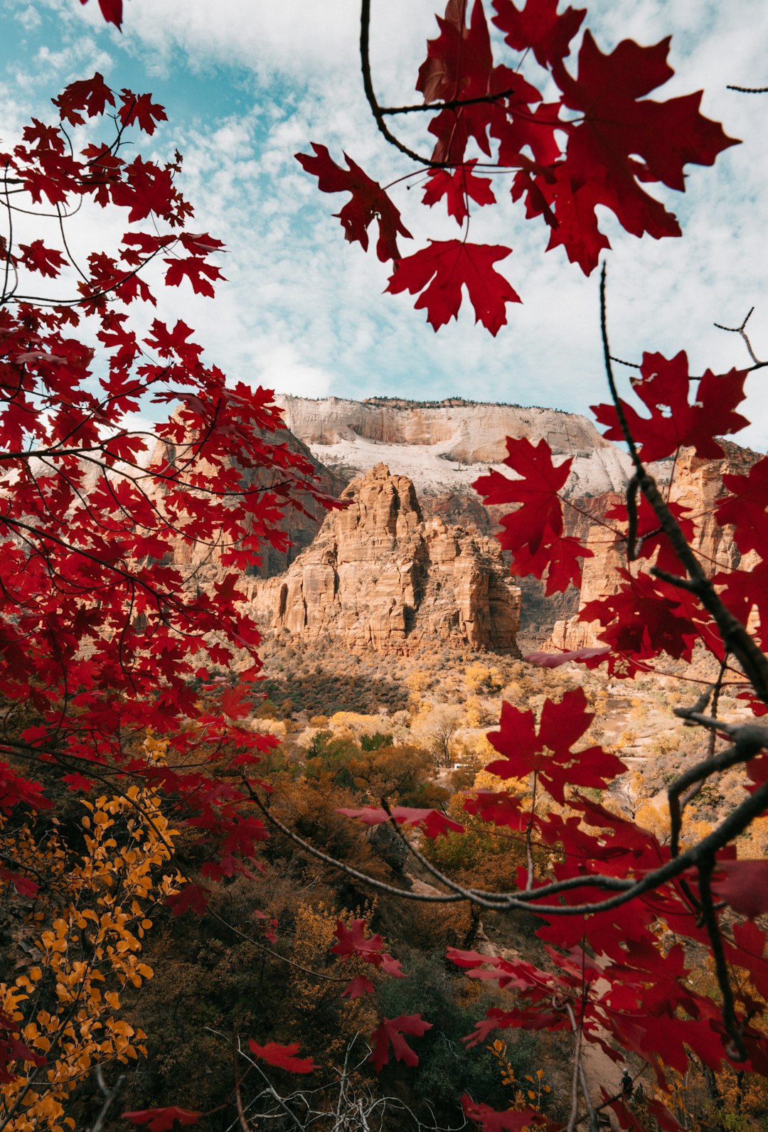 The Rise of Maple-Infused Products (image credits: unsplash)