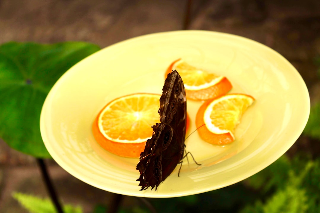 From Sushi Bars to Supermarkets: The Rise of Insect Cuisine (image credits: unsplash)