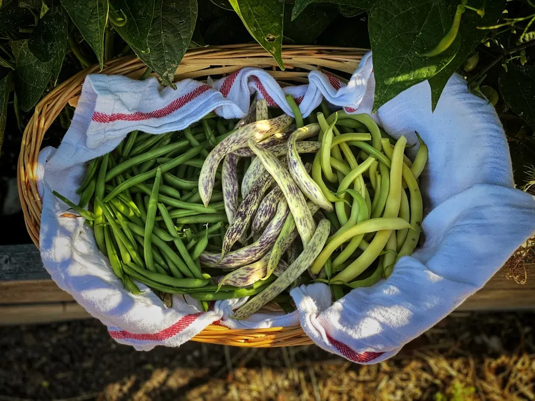 Heirloom Bean Seeds: The 1500 Year Investment (Image Credits: Unsplash)