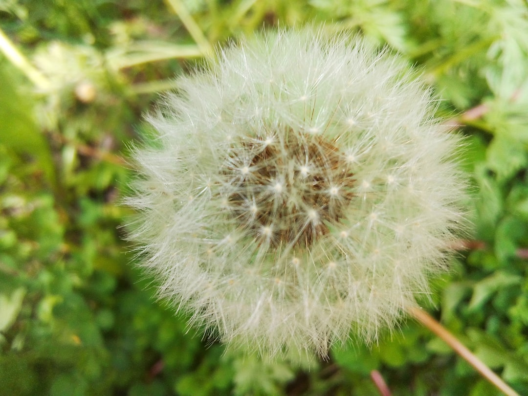Dandelion (image credits: unsplash)