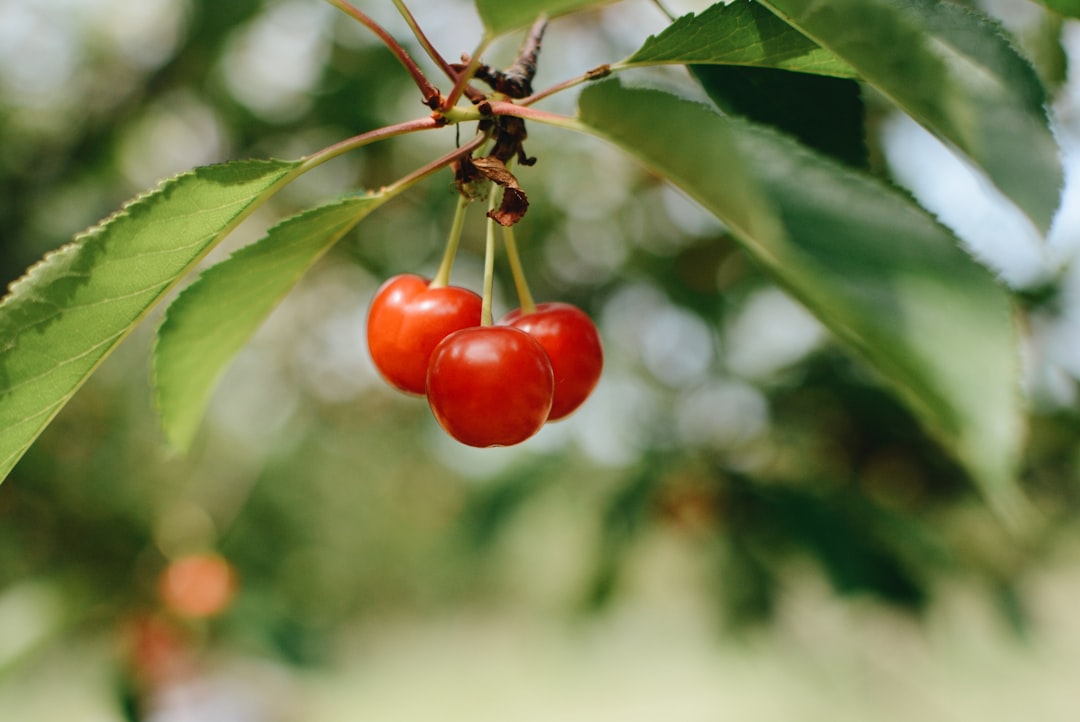 Cherries: Nature’s Melatonin Booster (image credits: unsplash)