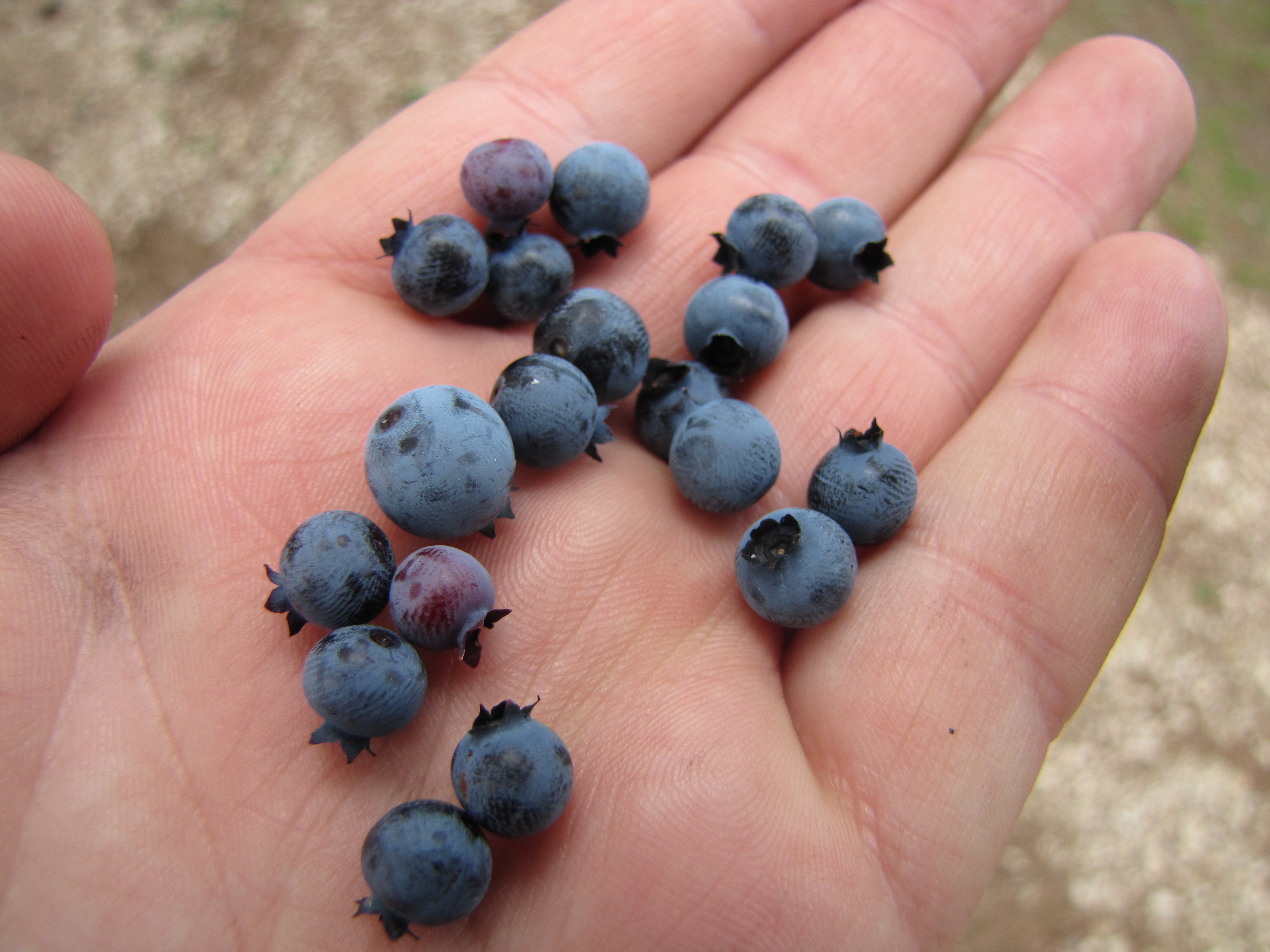 Blueberries: The Antioxidant Powerhouse (image credits: wikimedia)