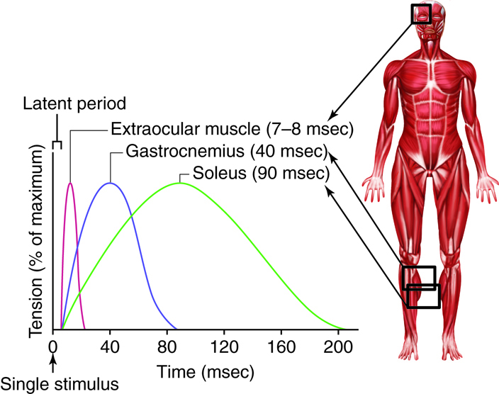 The Silent Epidemic: Muscle Twitches That Won't Stop (image credits: wikimedia)