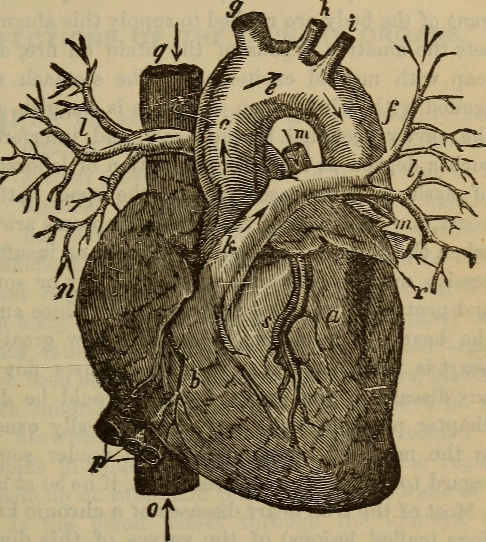 9. Heart Palpitations (image credits: wikimedia)