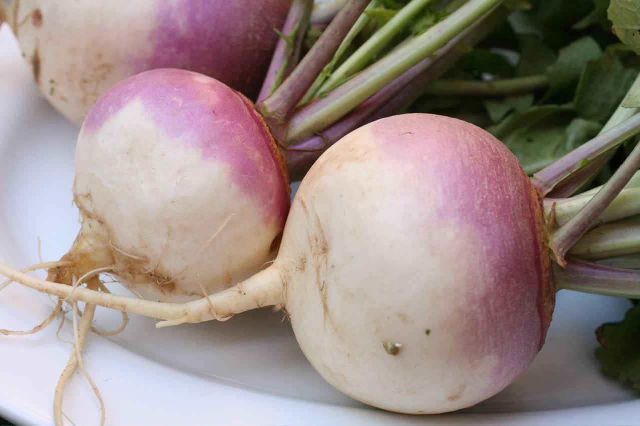 Turnips: The Vitamin Variety Pack (image credits: By thebittenword.com, CC BY 2.0, https://commons.wikimedia.org/w/index.php?curid=7462757)