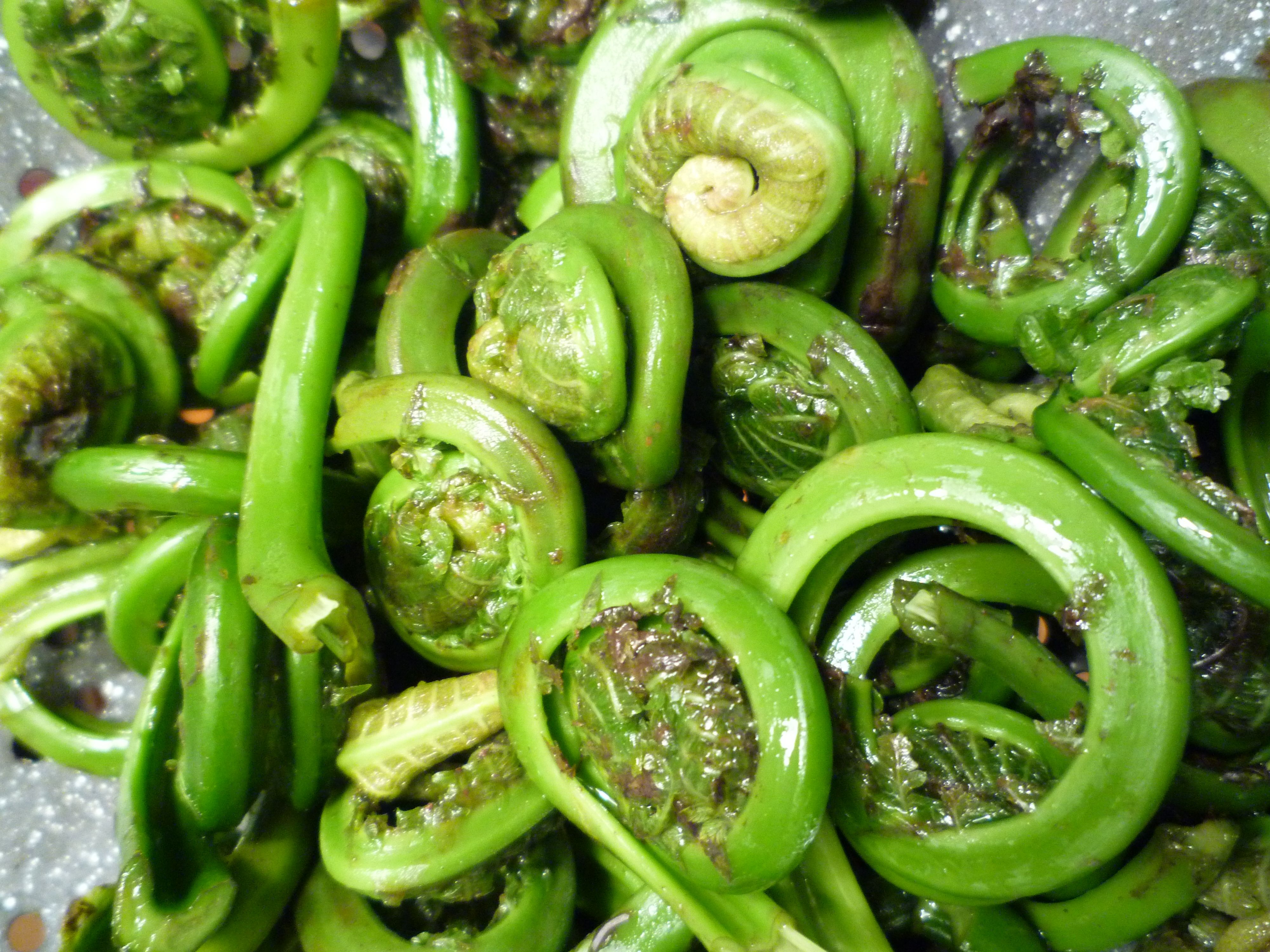 Fiddleheads (image credits: wikimedia)