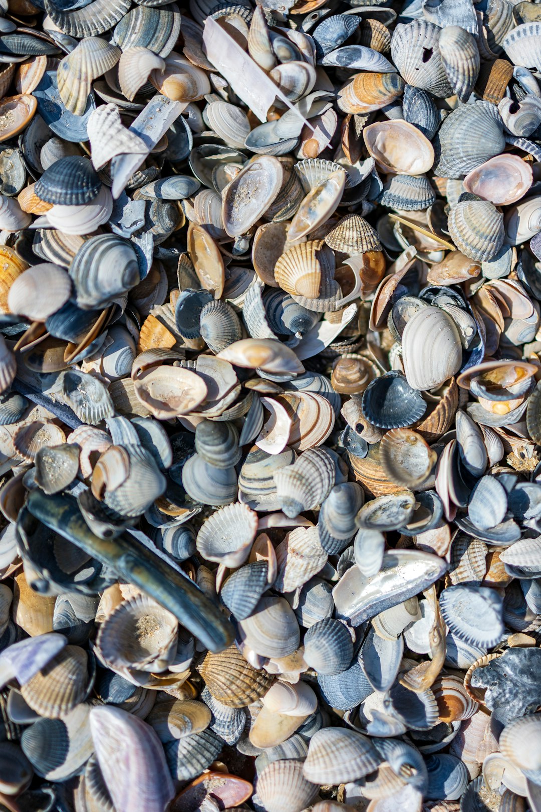 Clams & Liver: The Best B12 Sources (image credits: unsplash)