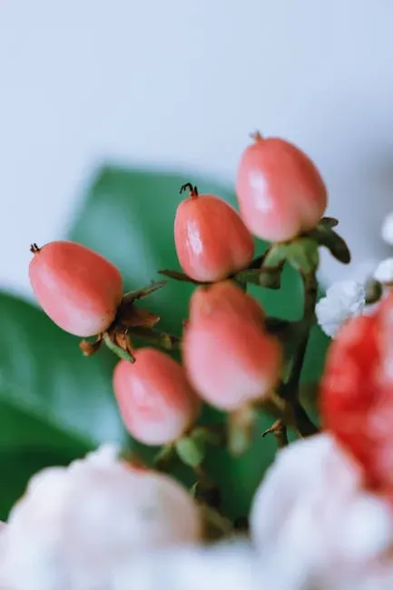 What Is the Miracle Fruit, Exactly? (Image Credits: Pexels)