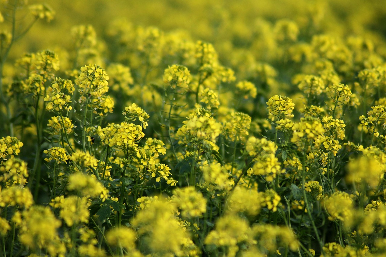 Mustard Greens (image credits: pixabay)