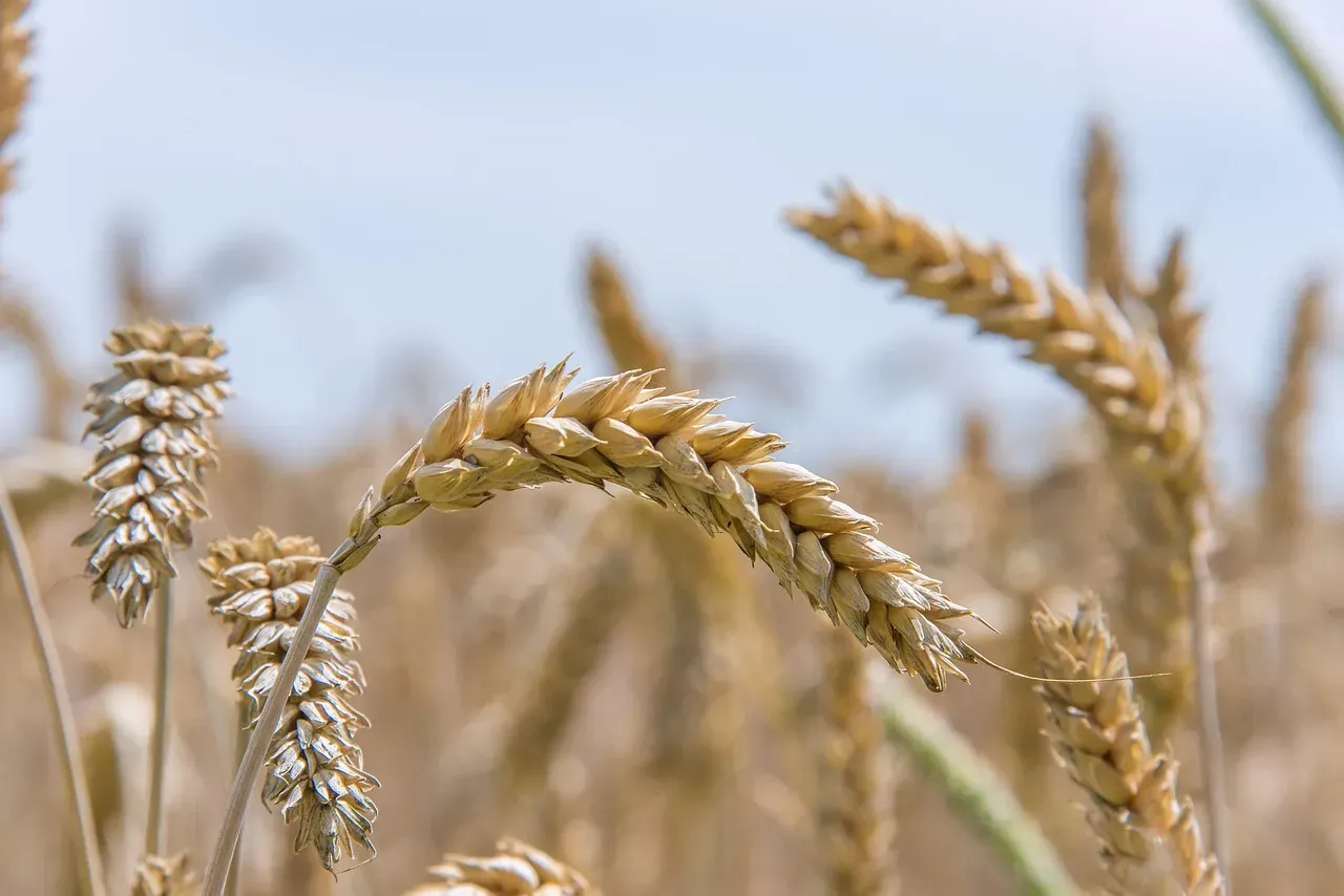 The Wheat Itself Is a Completely Different Plant (Image Credits: Pixabay)