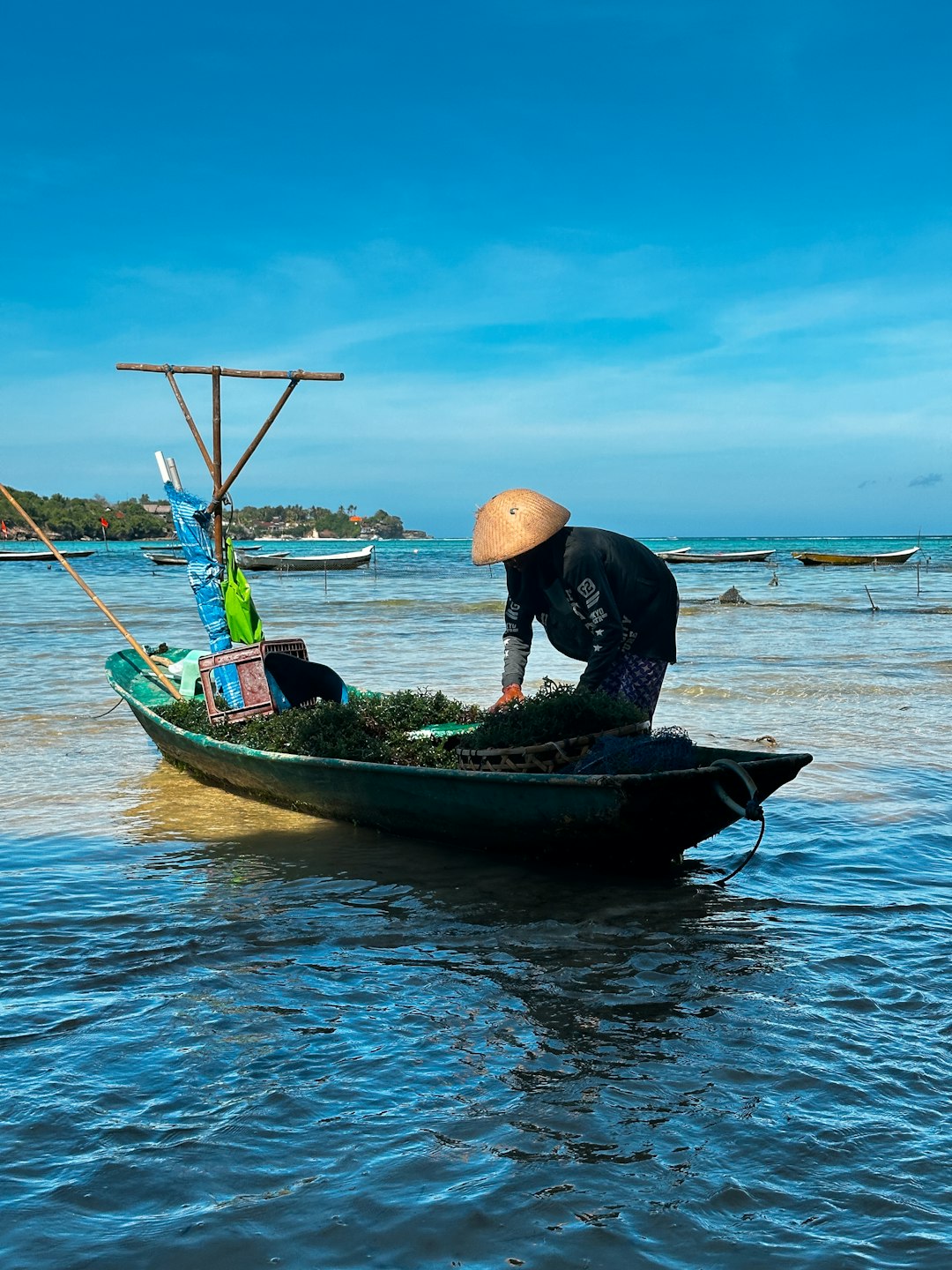 Seaweed's Positive Environmental Impact (image credits: unsplash)