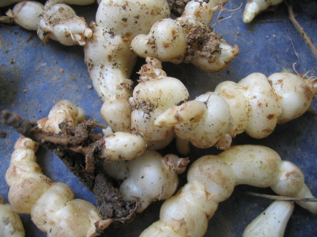 Crosnes - The Crunchy Asian Delight (Image Credits: Wikimedia)