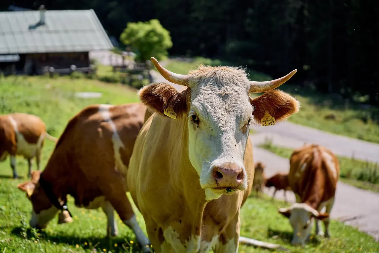 #2 - Cow's Milk: Still the Nutritional Benchmark (Image Credits: Pixabay)