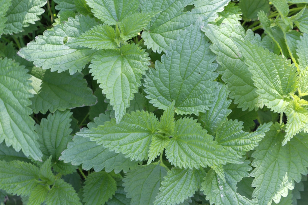 Nettle Leaf: Nature’s Gentle Cleanser (image credits: rawpixel)