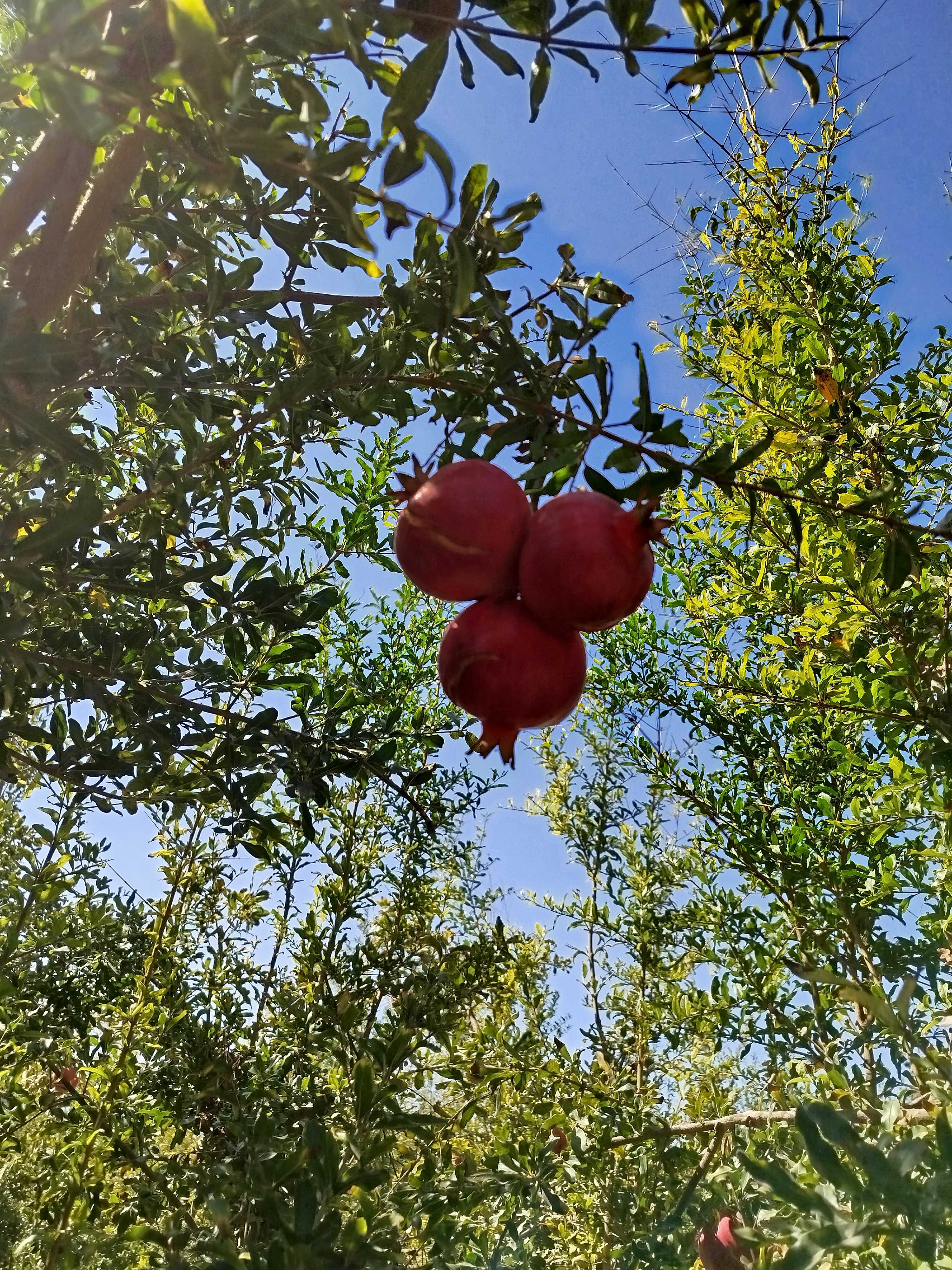 Environmental Impact: Pomegranate's Sustainable Edge (image credits: wikimedia)