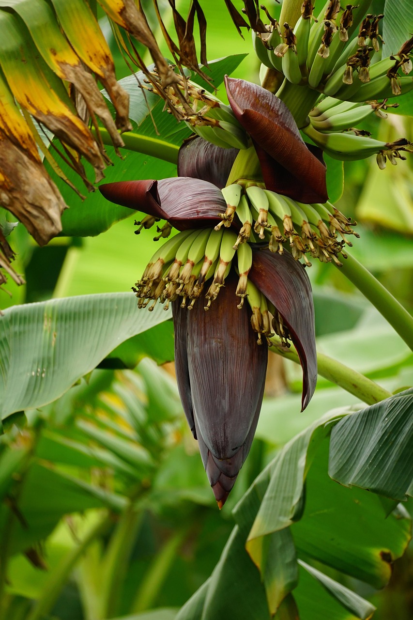 1. Bananas: The Perfect Pre-Workout Snack (image credits: pixabay)