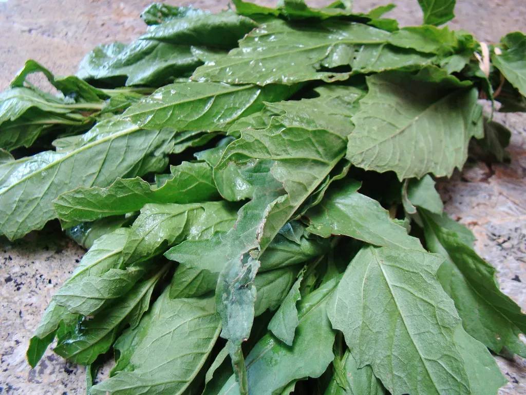 Epazote (Image Credits: Flickr)