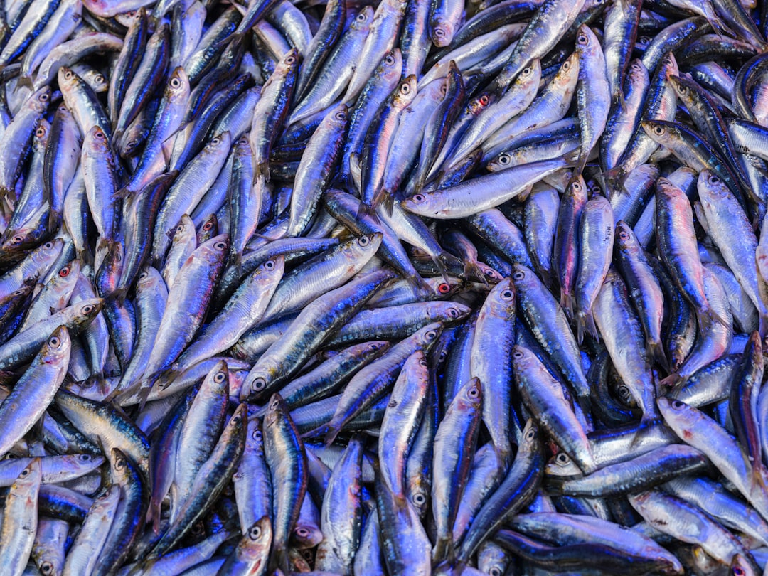 Anchovies: Small Fish, Big Nutritional Value (image credits: unsplash)