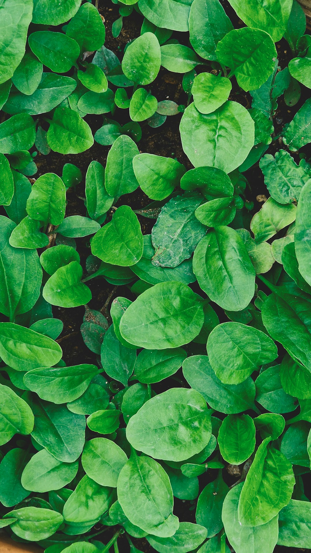 Spinach (image credits: unsplash)