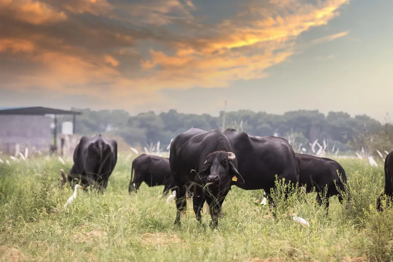 The Smallest Cattle Herd in Seven Decades (Image Credits: Pixabay)