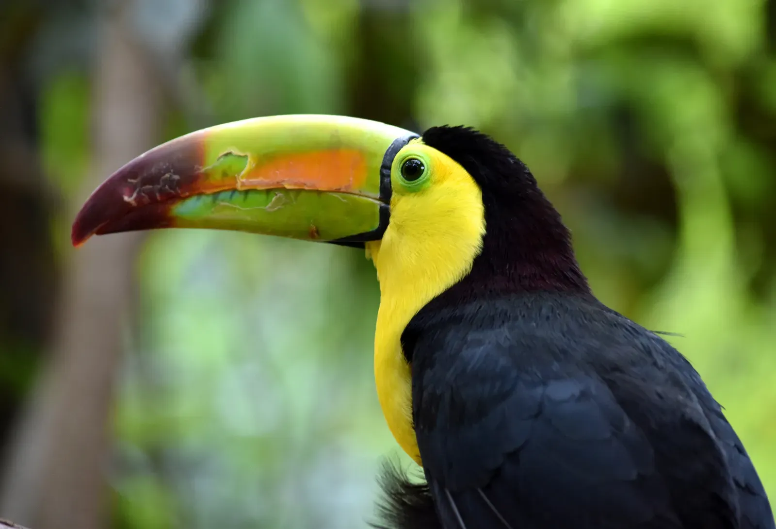 Toucan Sam (Froot Loops) - The Most Colorful Bird in the Aisle (Imported from 500px (archived version) by the Archive Team. (detail page), CC BY 3.0)