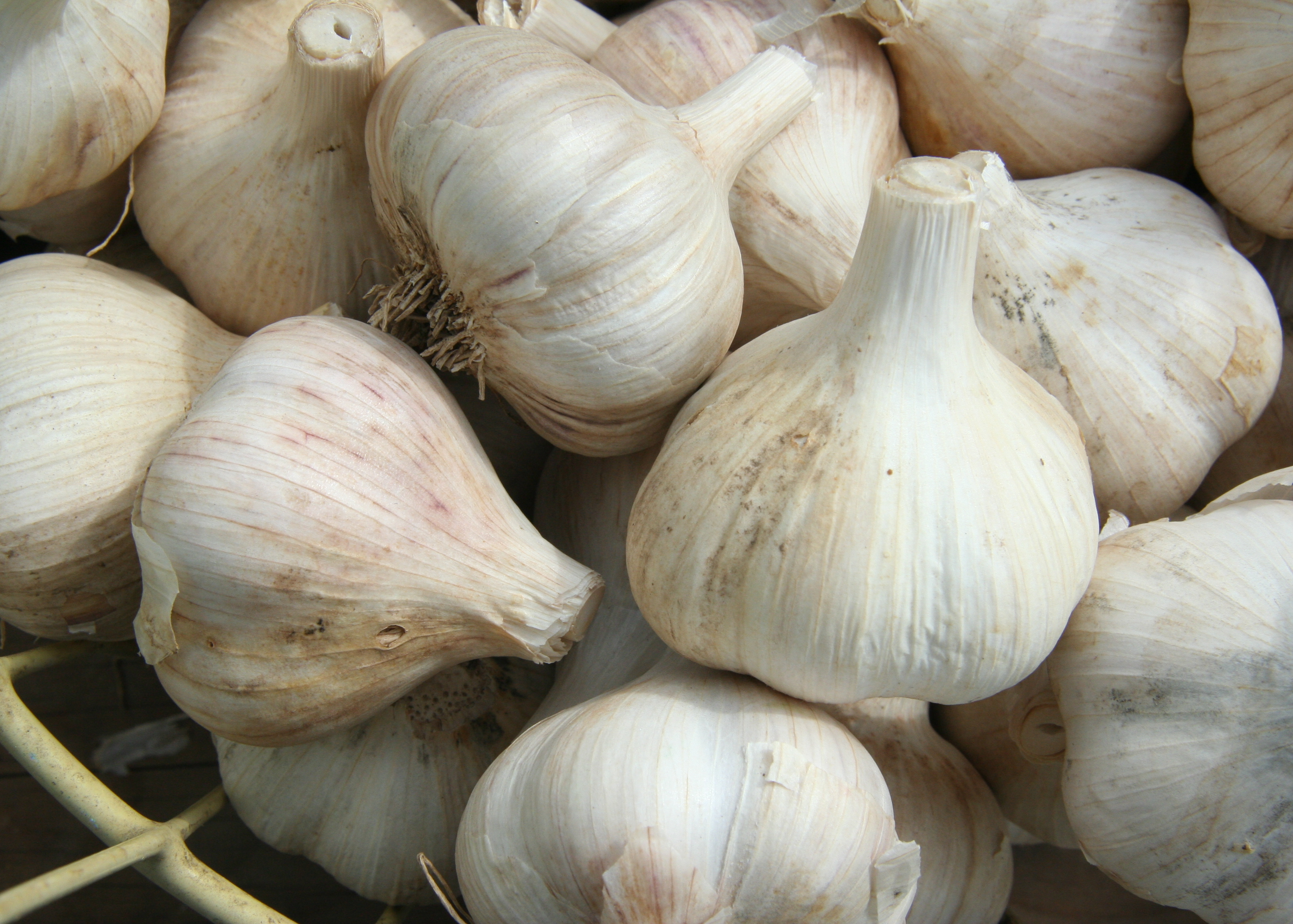 Garlic: Nature’s Immune Booster (image credits: wikimedia)