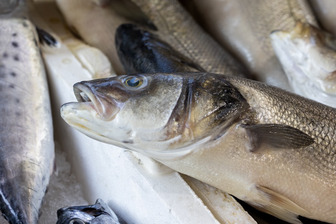 Fish: The Omega-3 Dilemma (image credits: unsplash)