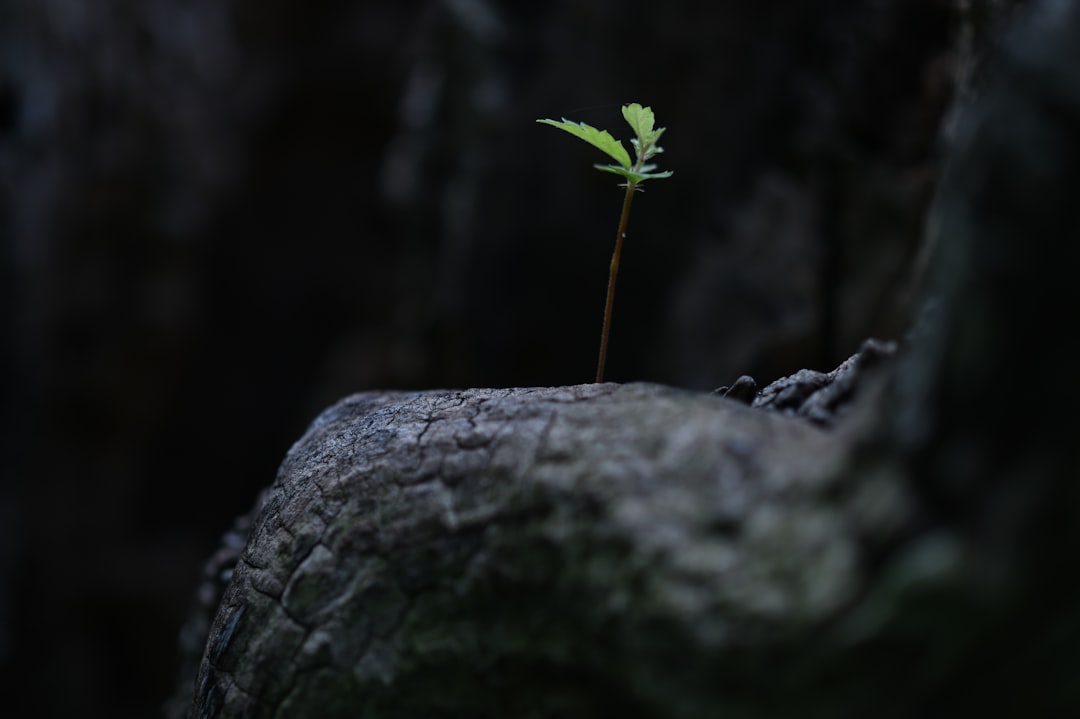 Giving Up Too Soon (image credits: unsplash)