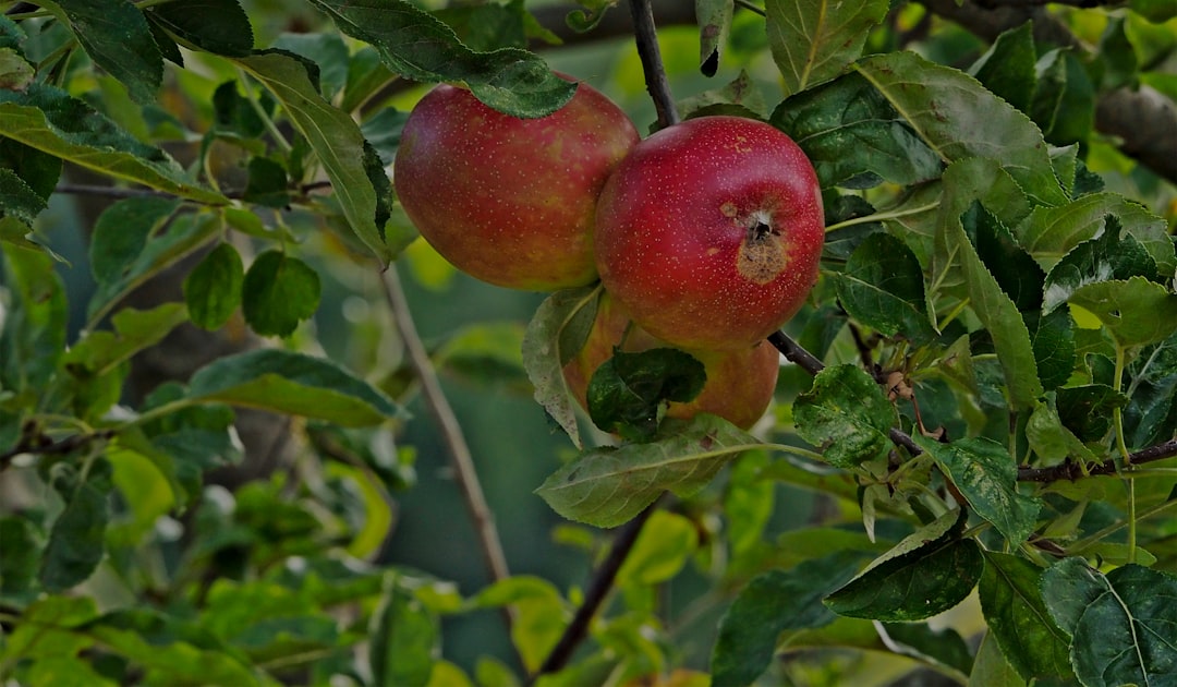 Pesticide Residue: A Hidden Irritant (image credits: unsplash)