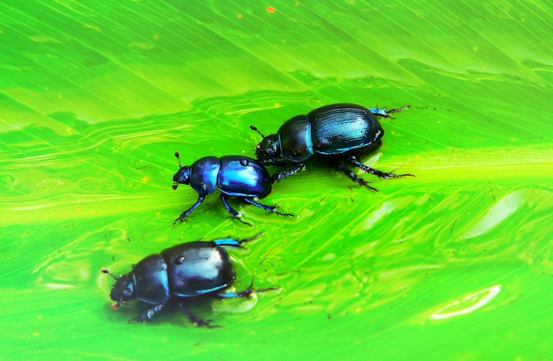 Flour Beetles Spread Beyond Single Pasta Boxes (image credits: unsplash)