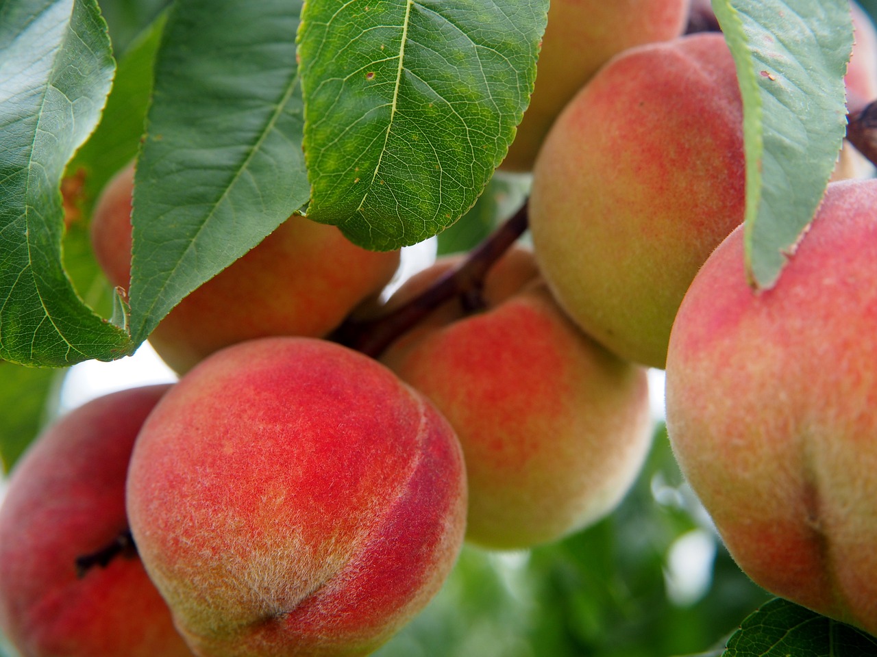 Peaches: Sweet, Juicy, and Moderately Low in Sugar (image credits: pixabay)
