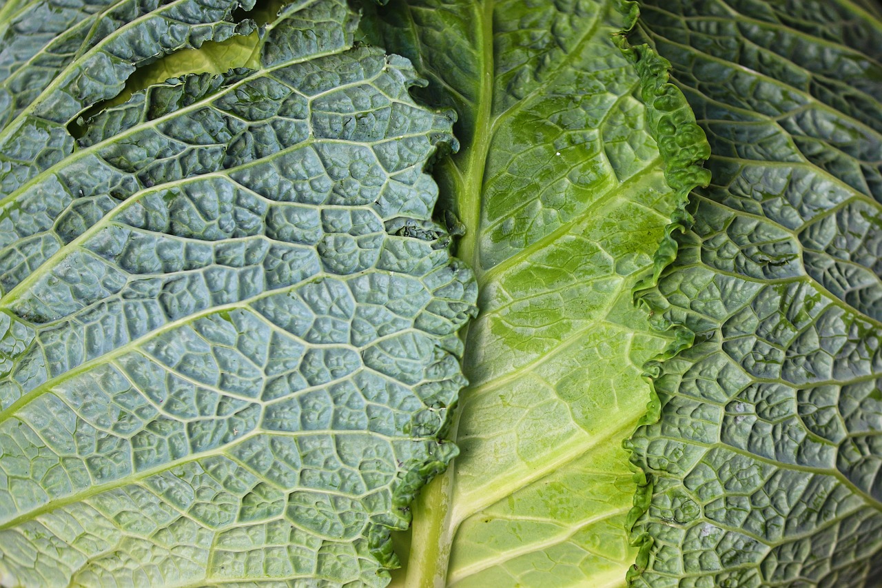 Leafy Greens: A Vitamin Boost for Your Smile (image credits: pixabay)