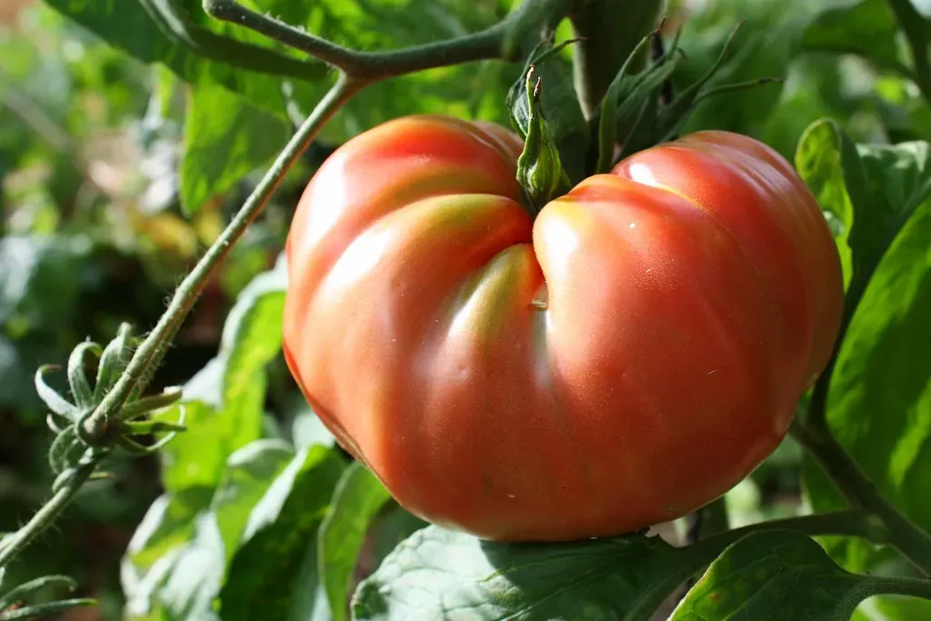 Leo: Brandywine Tomato (Image Credits: Flickr)