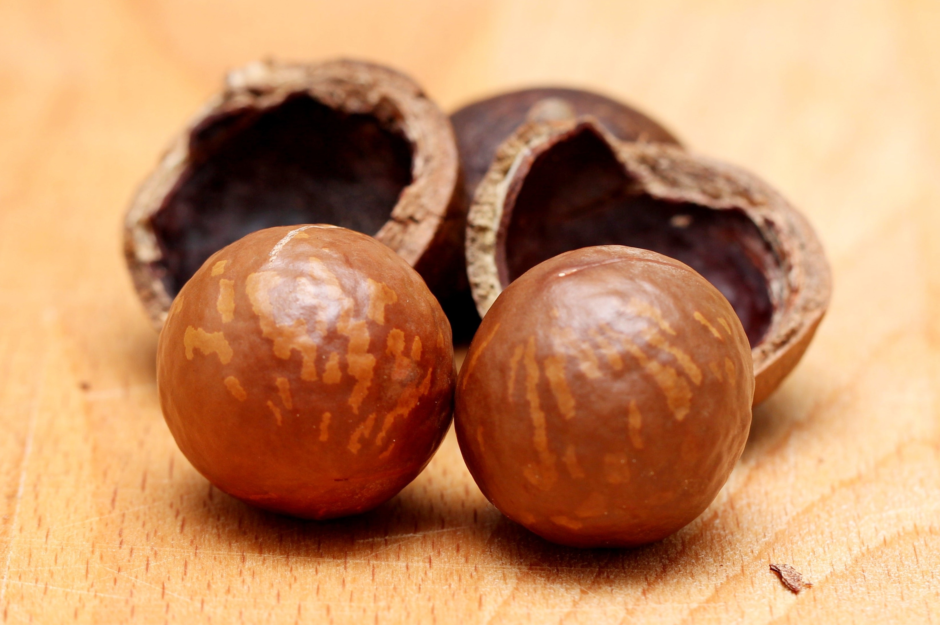 Macadamia Nuts: The Good Fat Nut (image credits: wikimedia)
